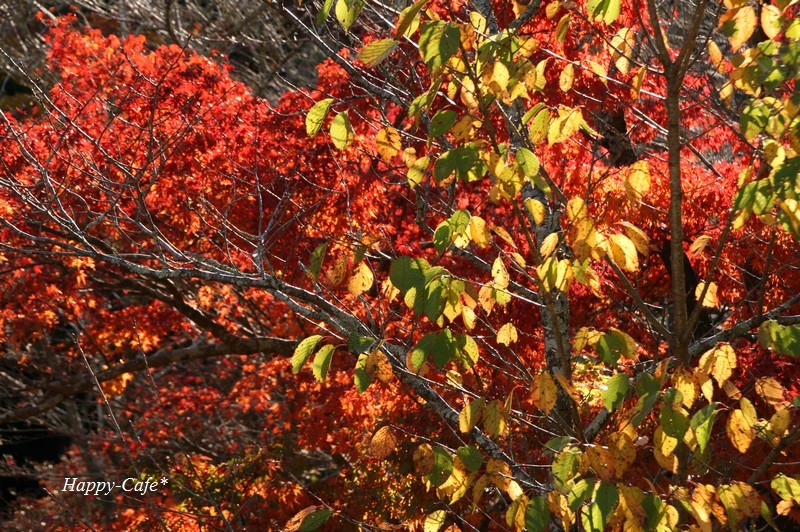 法多山本坊と黒門 紅葉たちの語らう場所_a0167759_20374275.jpg