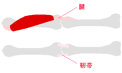 　１２月７日　　野球肘。_f0084561_15103811.gif