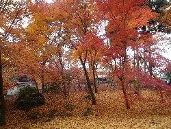 京都紅葉さんぽ_a0112270_1205285.jpg