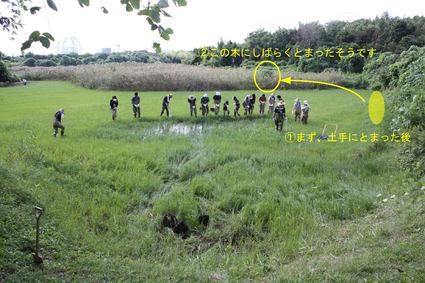 コミミズクが飛来 10 12 5 葛西臨海公園 鳥類園