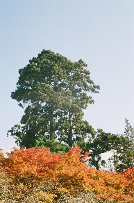 c0046587_21521813.jpg