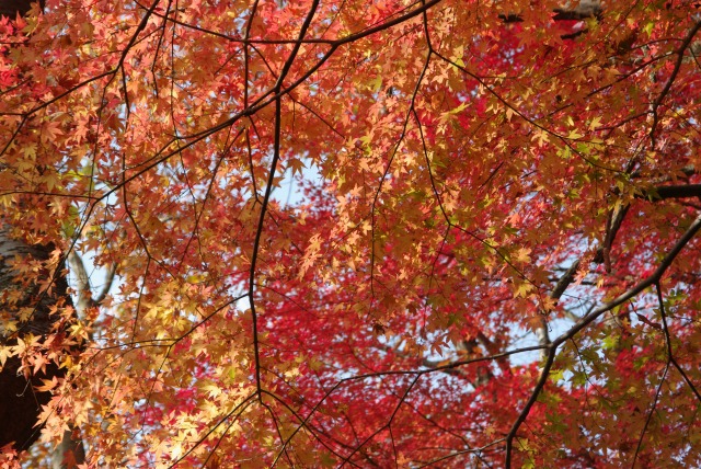 ■　カエデの紅葉　　　10.12.7_e0070891_17221275.jpg