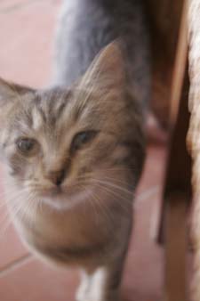 猫と私_f0106597_2355756.jpg