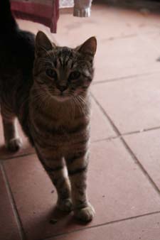 猫と私_f0106597_2371351.jpg