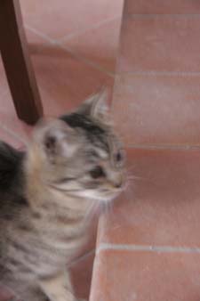 猫と私_f0106597_238525.jpg