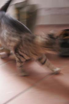 猫と私_f0106597_2413490.jpg