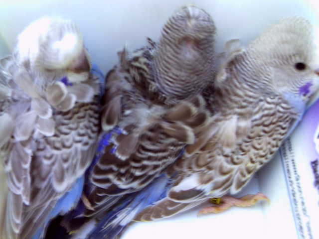 c0194711_1925436.jpg