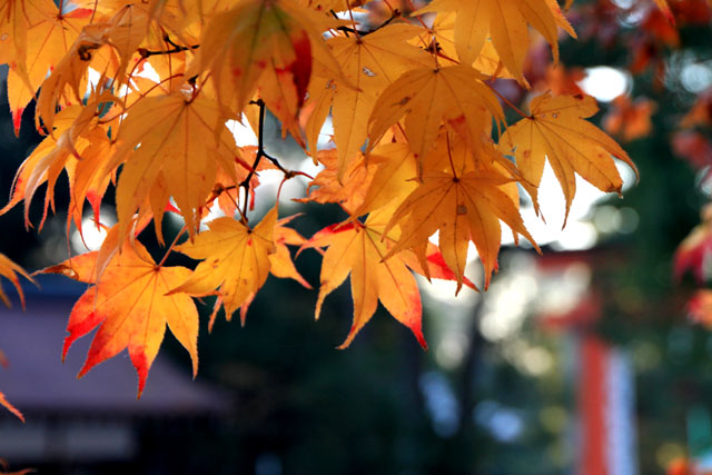 紅葉最終 上賀茂神社_e0048413_1224226.jpg