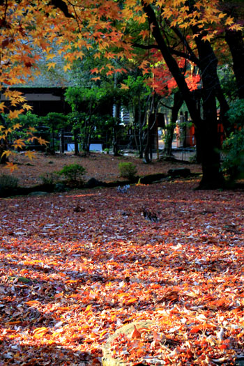 紅葉最終 上賀茂神社_e0048413_12243439.jpg