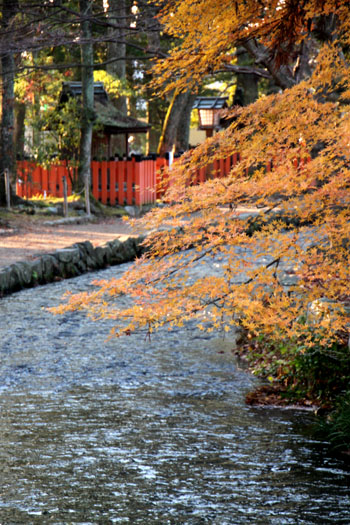 紅葉最終 上賀茂神社_e0048413_12244641.jpg