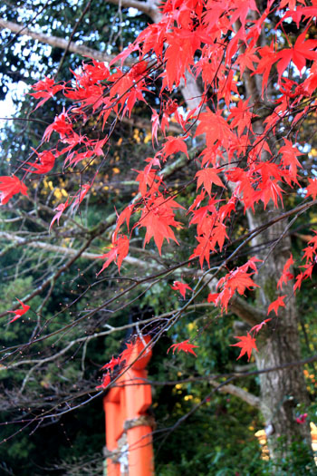 紅葉最終 上賀茂神社_e0048413_1224656.jpg