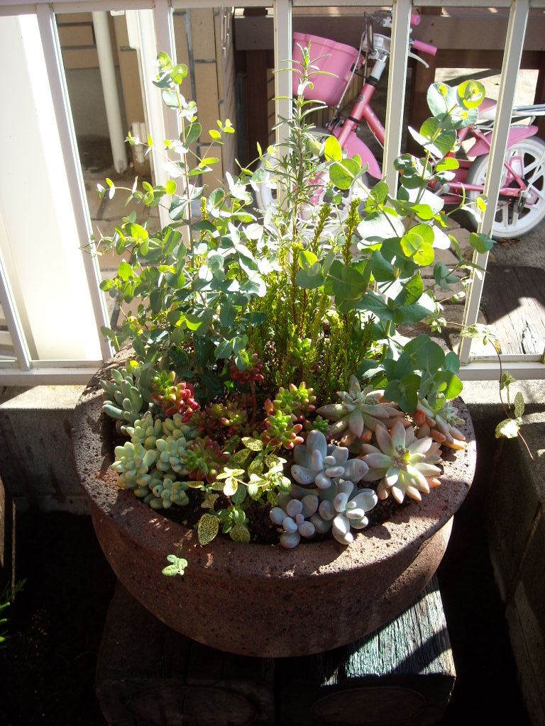 １２月の植物_f0178921_12242847.jpg