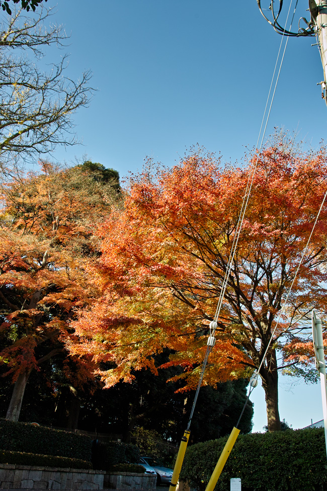 戸定邸④（千葉県松戸市）最終回～12月・初冬の暖かな日差しの中で～_c0223825_0203423.jpg