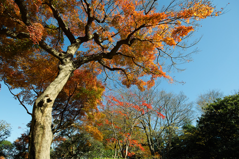 戸定邸④（千葉県松戸市）最終回～12月・初冬の暖かな日差しの中で～_c0223825_134146.jpg