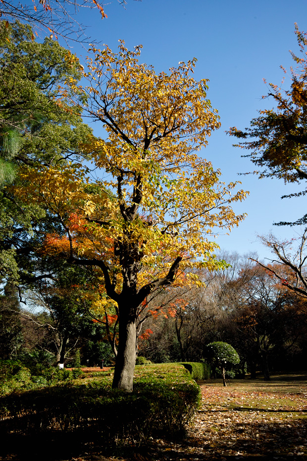 戸定邸④（千葉県松戸市）最終回～12月・初冬の暖かな日差しの中で～_c0223825_159564.jpg