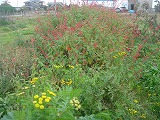 f0167635_5193137.jpg