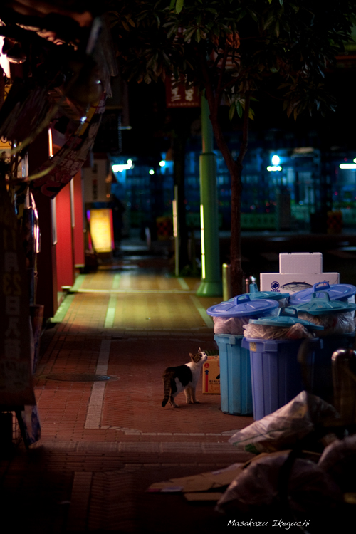 東京街猫。_c0226637_132175.jpg