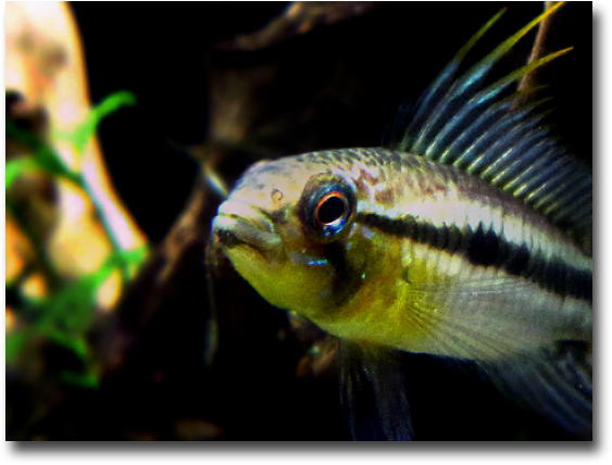 ２日続けてビタエニちゃん Aquarium Life 熱帯魚と水草とミニカーのｂｌｏｇ