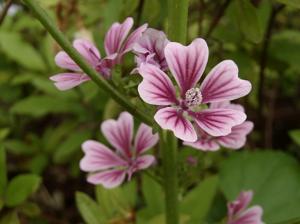 季節の花／スピリチャルナンバー 5_f0234141_224879.jpg