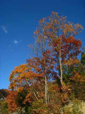 紅葉の山で猿に出逢った！_d0172044_17255480.jpg