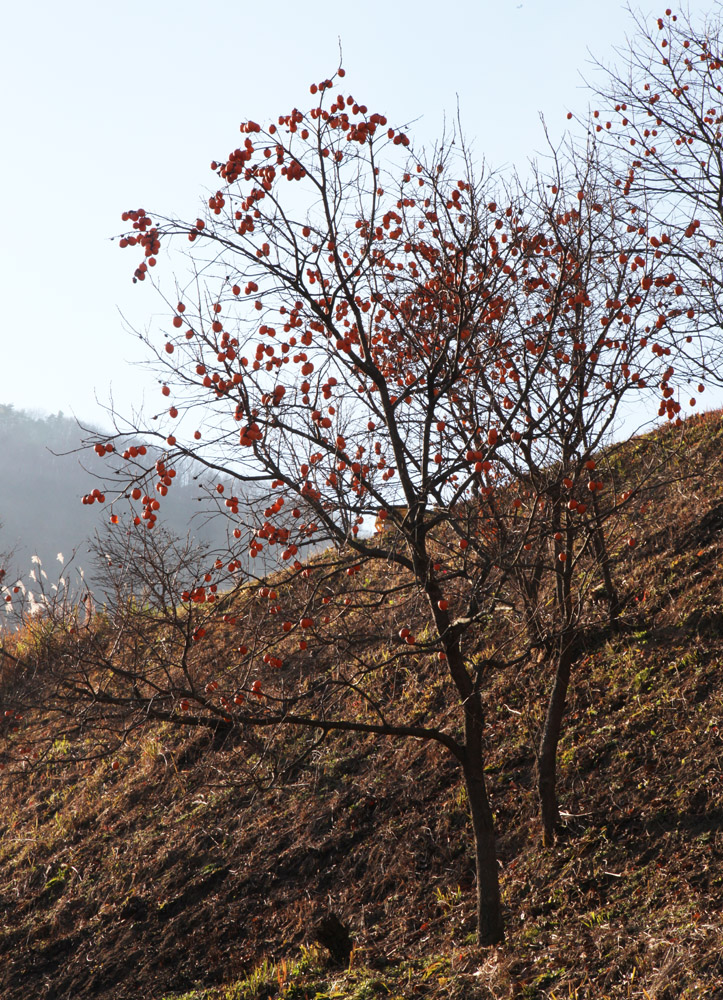 奈良市都祁吐山町　柿の木_c0108146_21264747.jpg