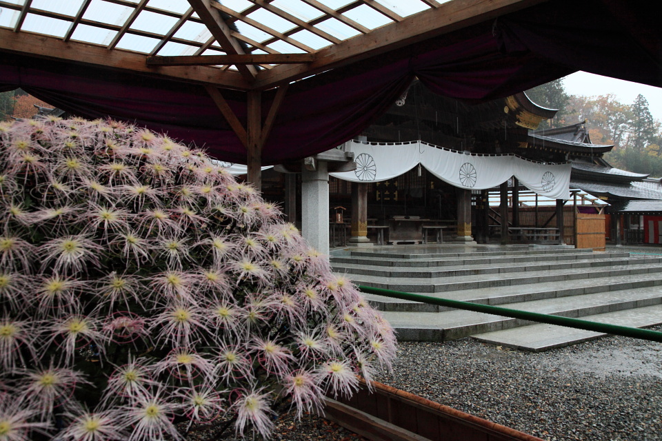 弥彦神社菊まつり（２）_e0096372_432339.jpg