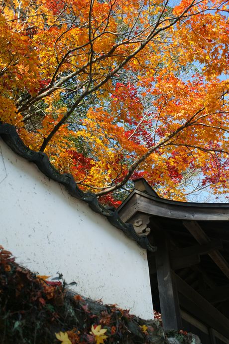 紅葉２０１０-１５_e0152576_19405929.jpg