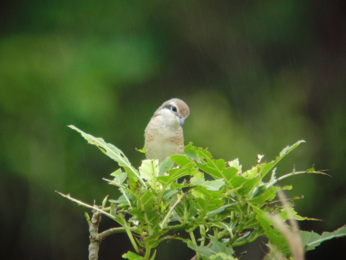 石垣鳥見三昧（シマアカモズ）_a0167480_18465993.jpg