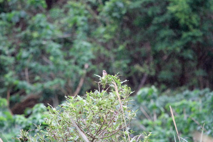 石垣鳥見三昧（シマアカモズ）_a0167480_1846788.jpg