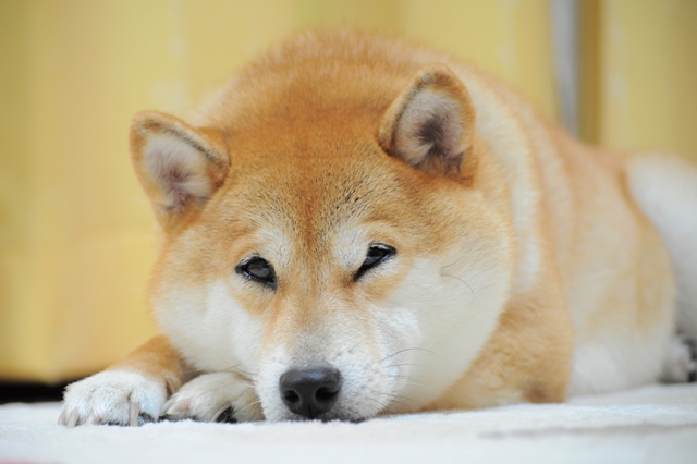 だんだん眠くなってきた・・・。_a0126590_5292018.jpg