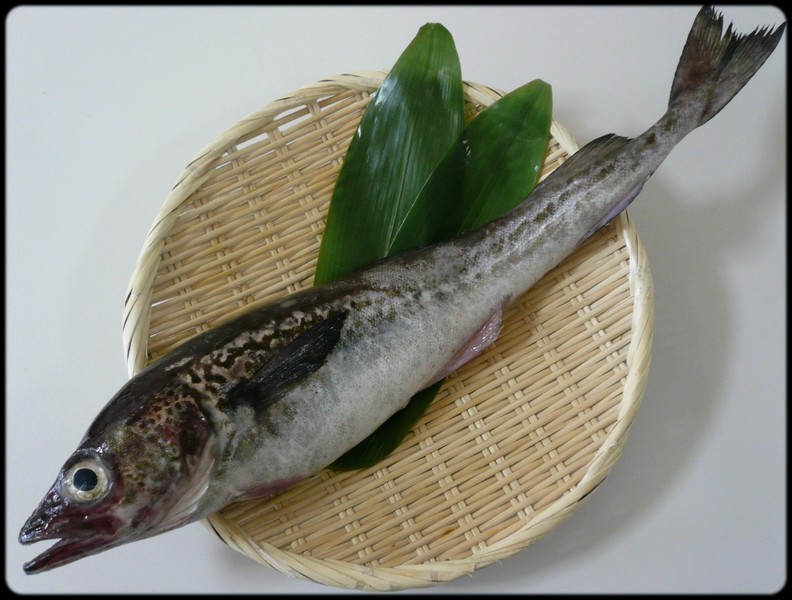 今日の魚　スケトウダラ(スケソウダラ)_e0192200_0373044.jpg