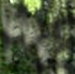 e0103408_18402726.gif