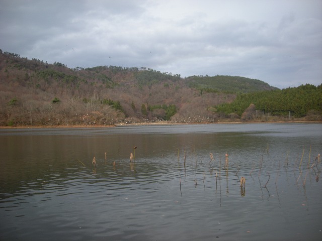 山形鶴岡へ③　大山下池_b0138522_16533068.jpg