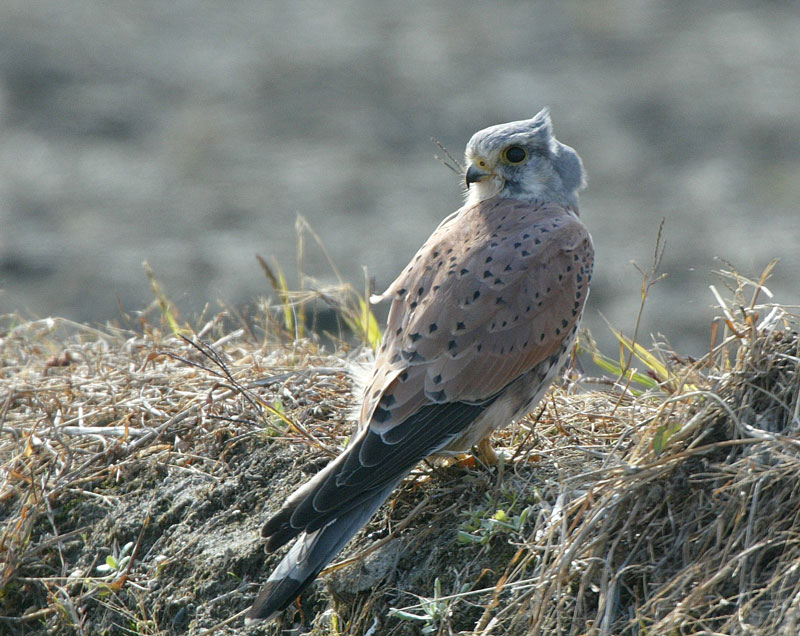 チョウゲンボウ成鳥雄 Falco tinnunculus_f0161823_7321777.jpg