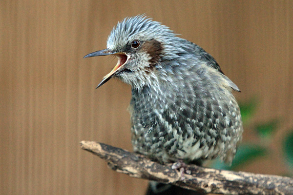 日本の鳥 動物園放浪記 日本の鳥 動物園放浪記