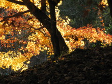 綾部里山交流大学11月講座に参加しました(その1)_e0061225_981252.jpg