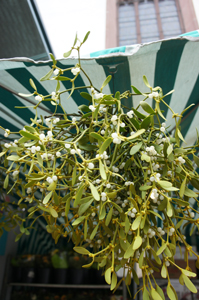 c0165636_229222.jpg