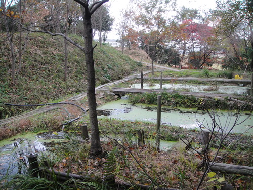 竹伐採 in 孝子の森の竹林(せんなん里海公園用門松用) _c0108460_1675591.jpg