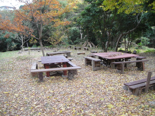 竹伐採 in 孝子の森の竹林(せんなん里海公園用門松用) _c0108460_1681641.jpg