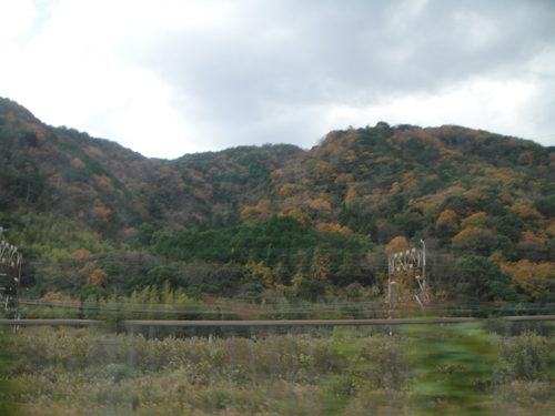 竹伐採 in 孝子の森の竹林(せんなん里海公園用門松用) _c0108460_1684532.jpg