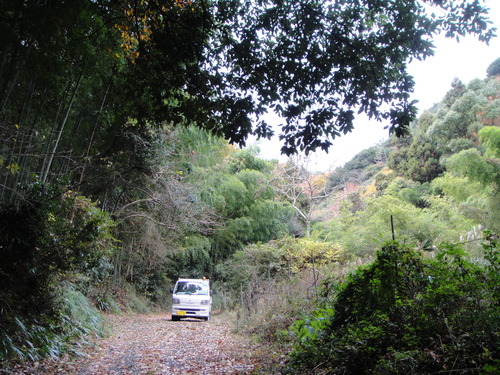 竹伐採 in 孝子の森の竹林(せんなん里海公園用門松用) _c0108460_1693047.jpg