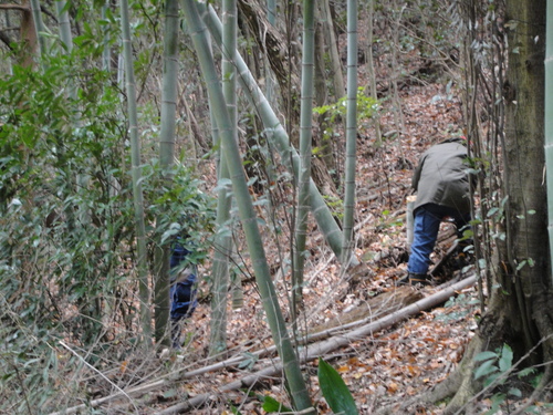 竹伐採 in 孝子の森の竹林(せんなん里海公園用門松用) _c0108460_1695348.jpg