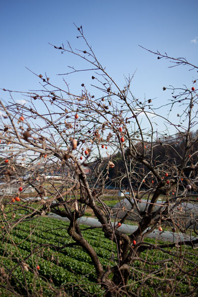 2010/12/09 麻生区黒川界隈_b0171364_1681150.jpg