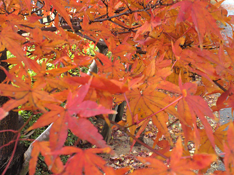 2010紅葉_a0135367_22594655.jpg