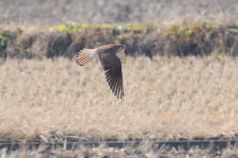 チョウゲンボウ_f0053272_1528042.jpg