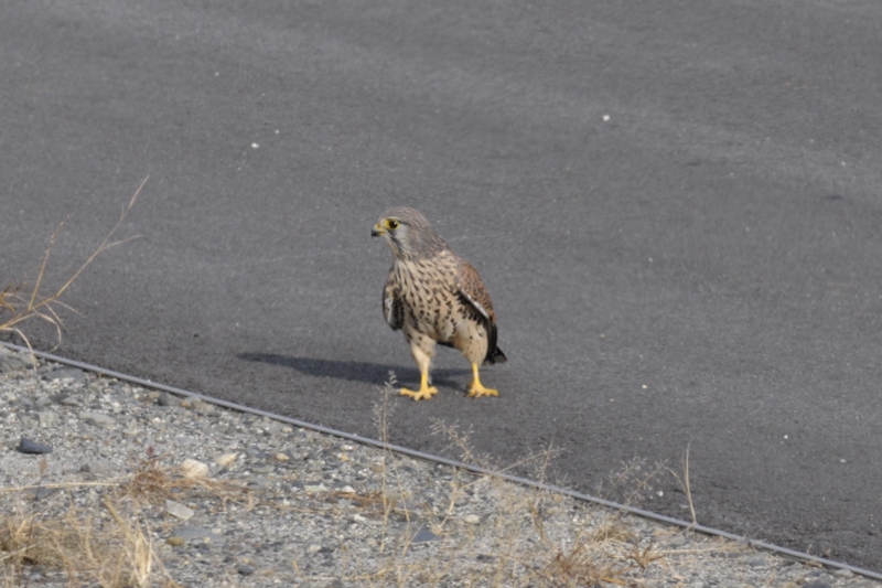チョウゲンボウ_f0053272_1541959.jpg