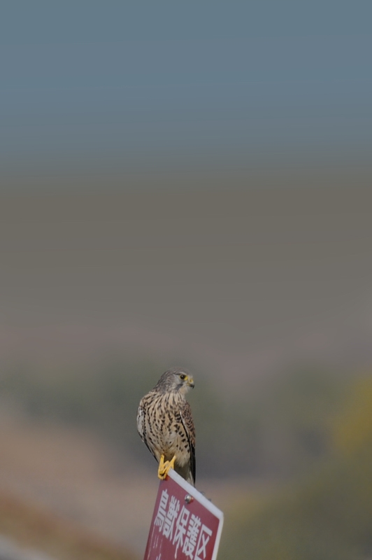 チョウゲンボウ_f0053272_1542519.jpg