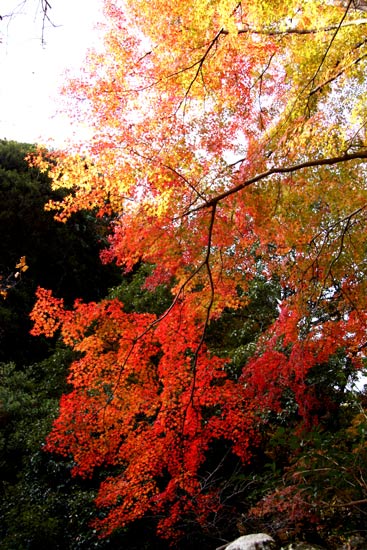 紅葉は・・・・・まだ何とか　小豆島_b0151689_1753086.jpg