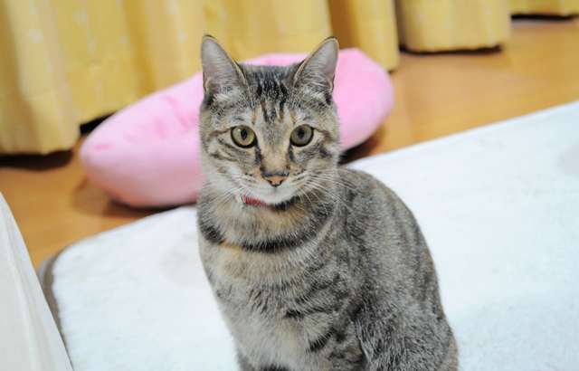 またやっちゃった!_a0126590_5283515.jpg