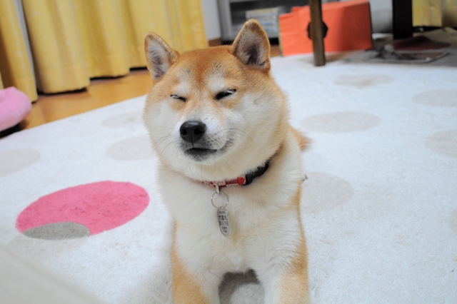 またやっちゃった!_a0126590_5285087.jpg